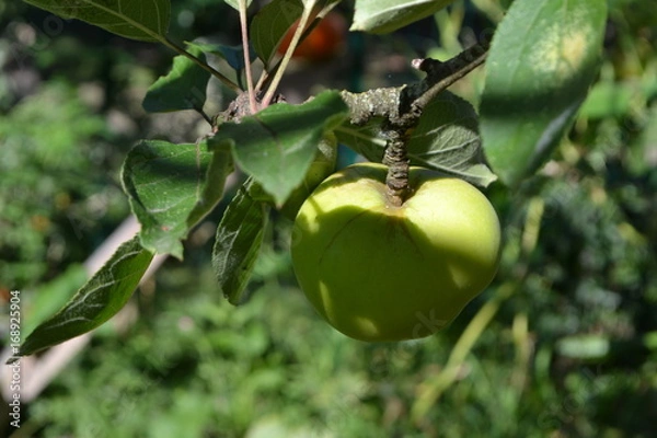 Obraz pomme