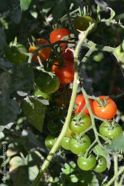 Obraz tomates