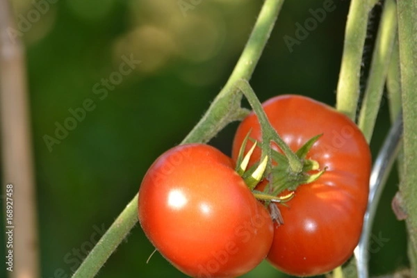 Obraz tomates