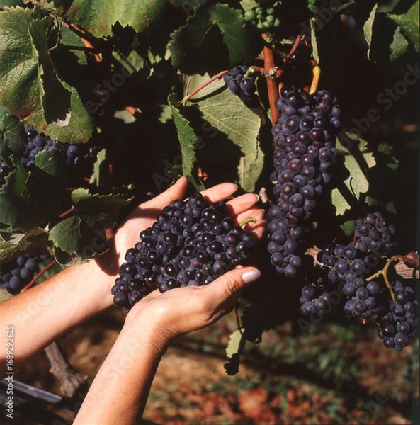 Obraz chile vineyard  grapes woman ,hand protecting a carefully cared for bunch of grapes close up 