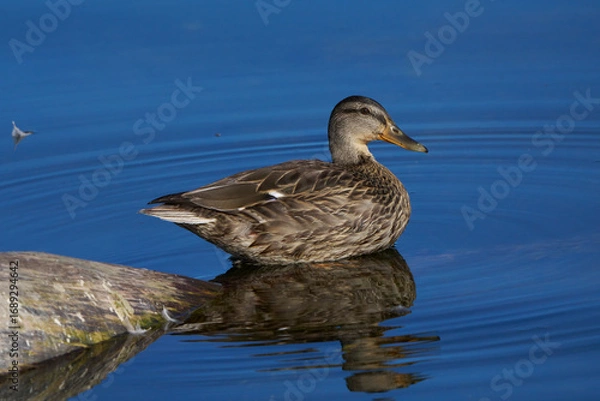 Fototapeta Ente auf einem Baumstumpf am Wasser