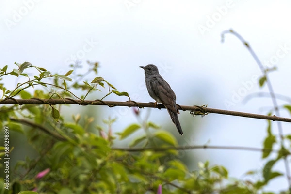 Obraz At Maharashtra’s Bhigwan, the Grey-bellied Cuckoo (Cacomantis passerinus) lingers like a song half-remembered, weaving.