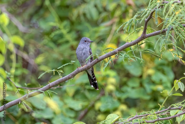 Obraz At Maharashtra’s Bhigwan, the Grey-bellied Cuckoo (Cacomantis passerinus) lingers like a song half-remembered, weaving.