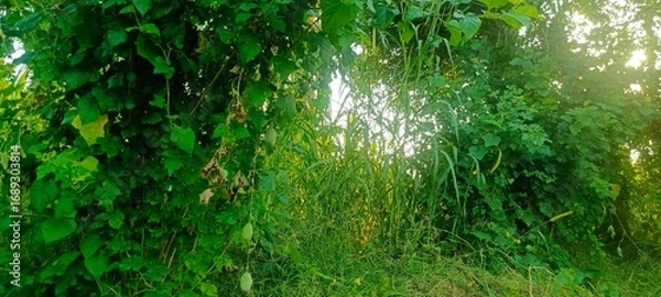 Fototapeta Lush green vegetation with sunlight filtering through the foliage
