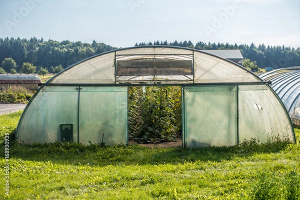 Obraz Gemüseanbau im Folientunnel