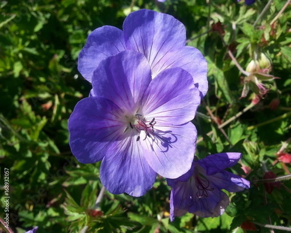 Fototapeta Nikko Blue Hydrangea Flowers