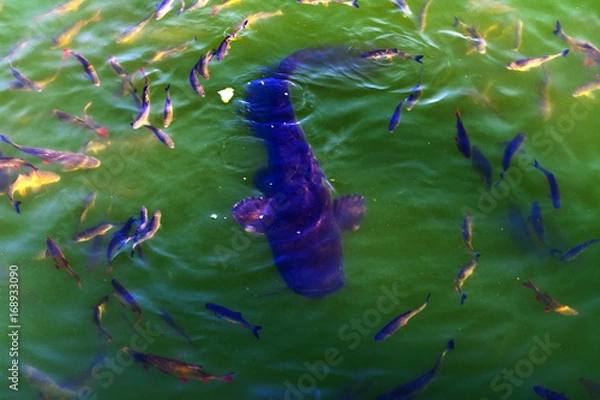 Obraz Fish catfish and ide live in ponds to cool the Chernobyl nuclear power plant. Dead radioactive zone. Consequences of the Chernobyl nuclear disaster, August 2017.