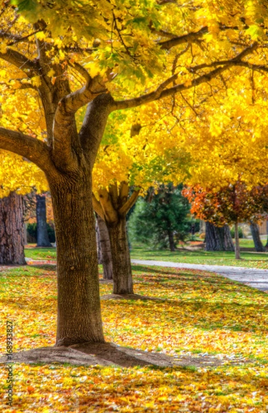 Fototapeta Autumn Trees 2