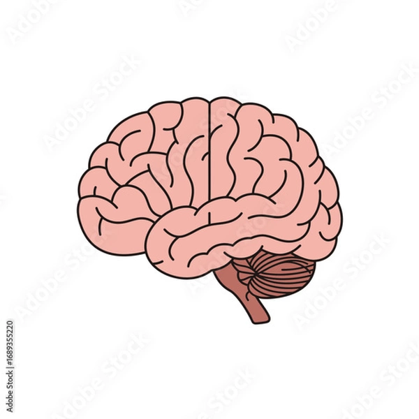 Obraz Pink Human Brain Illustration