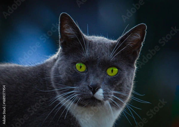 Obraz black and white cat