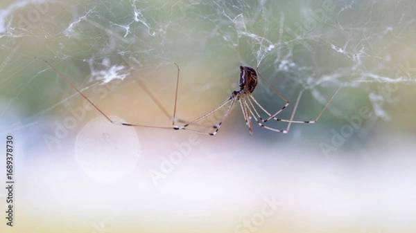 Obraz A spider upside down in the spider web