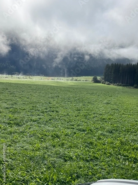 Obraz green grass field