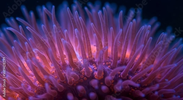 Obraz Submerged Symphony