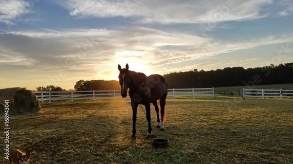 Fototapeta Dark Horse