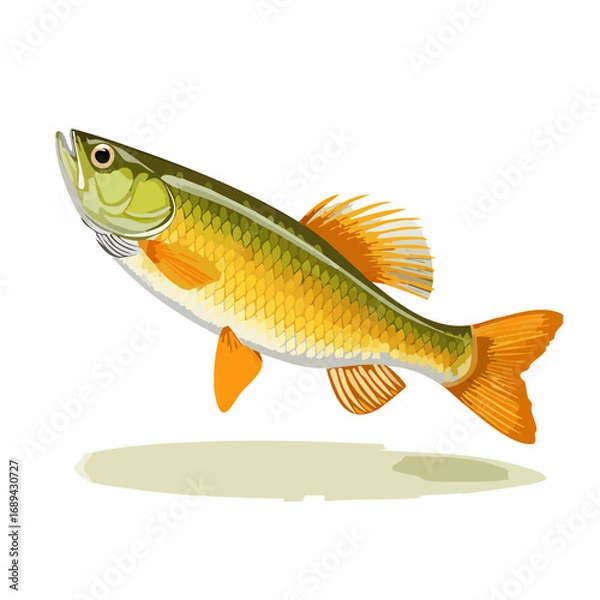 Obraz Stylized illustration of a freshwater fish in vibrant green and gold tones on a black background. Aquatic wildlife theme.