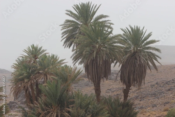 Obraz Palm Trees