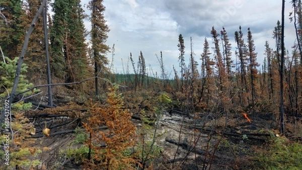 Obraz After the burnforest