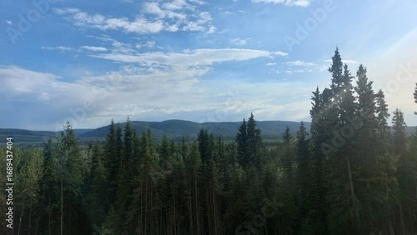 Obraz forest in the mountains