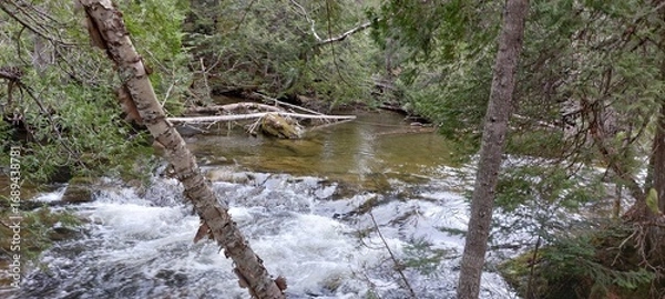 Obraz river in the forest