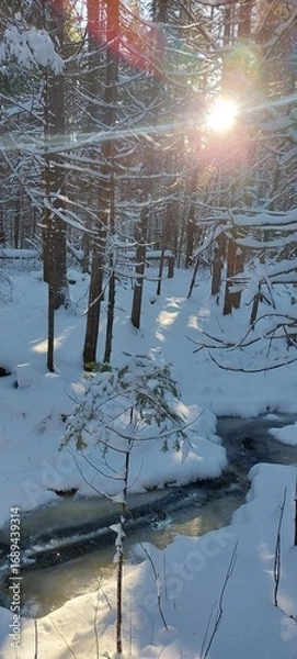 Obraz forest in winter