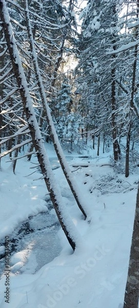 Obraz snow covered trees