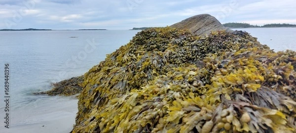 Obraz seaweed on the beach