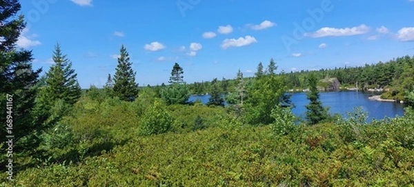 Obraz forest in the mountains