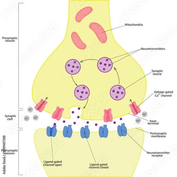 Obraz Adobe Illustrator Artwork. Synapse, anatomy structure