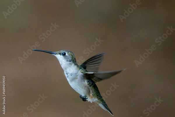 Obraz hummingbird in flight