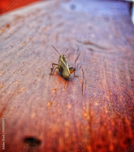 Obraz Legless grasshopper