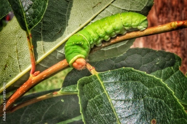 Obraz Monarch Caterpillar