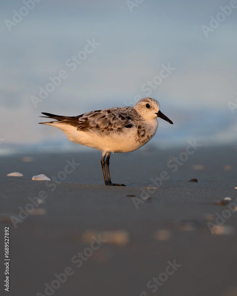 Obraz Sanderling on the beach.
