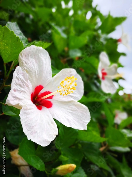 Obraz  hibiscus flower