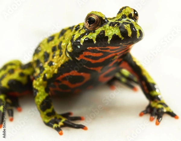 Obraz Fire-bellied toad on white.