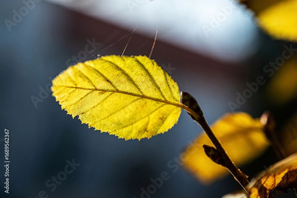 Fototapeta Yellow autumn leaf in macro
Macro photograph of a yellow autumn leaf with visible veins and natural light.
