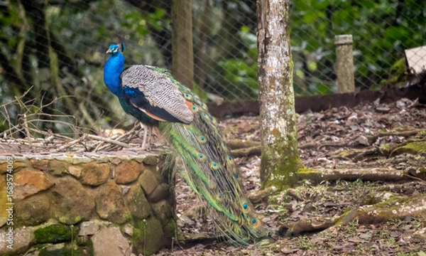 Obraz peacock in the forest