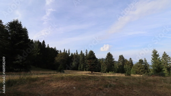 Fototapeta forest and sky