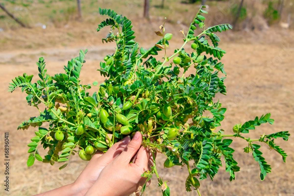 Obraz Fresh green chickpeas