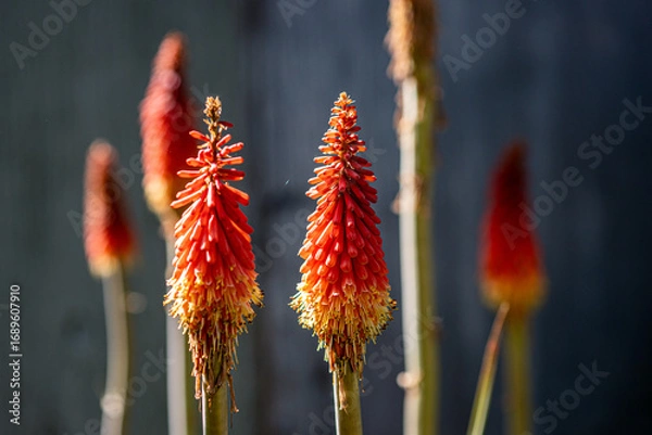 Obraz red and yellow flower