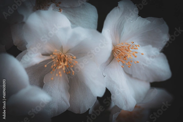 Obraz white and yellow flower