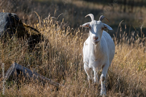 Obraz goat on the farm
