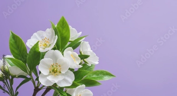 Fototapeta White Blossoms on Lavender - Delicate white flowers and vibrant green leaves against a soft lavender background. Symbolizing purity, new beginnings, growth, serenity, and spring