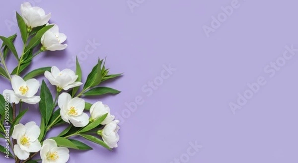 Fototapeta White Jasmine Flowers on Lavender Background - Delicate white jasmine blossoms arranged on a soft lavender background. Perfect for spring or wedding themes