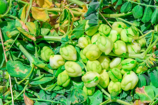 Obraz Fresh green chickpeas