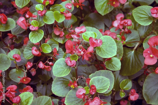 Fototapeta Flower-01