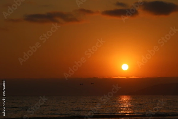 Fototapeta Sunset, fog and Pelicans 