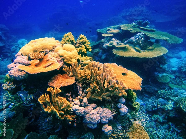 Fototapeta Coral reef in Somosomo Strait off the coast of Taveuni Island, Fiji