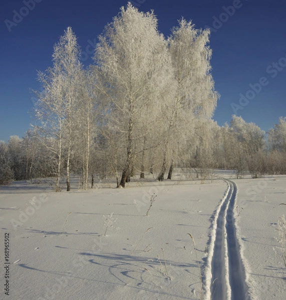 Fototapeta Skiing in deep snow in a winter forest on a sunny day