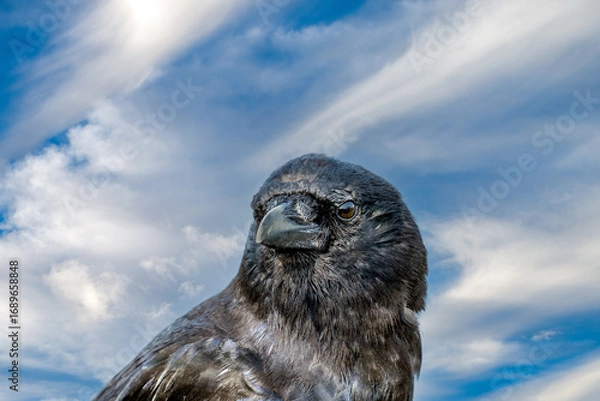 Fototapeta Close up Portrait of a Black Crow against a partly cloudy blue sky with copy space