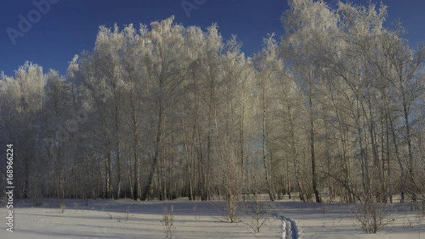 Fototapeta Panorama of a winter forest with trees and shrubs in the frost